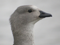 Blue-winged Goose